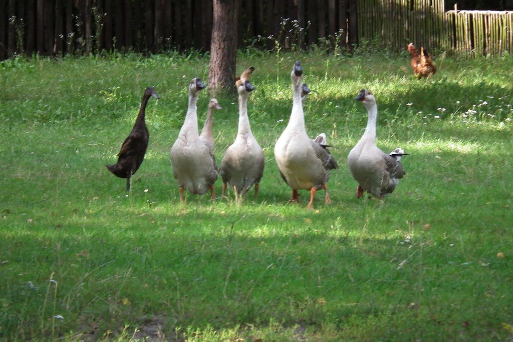 Farm stay Zagrodowa Osada Kazimierz Dolny